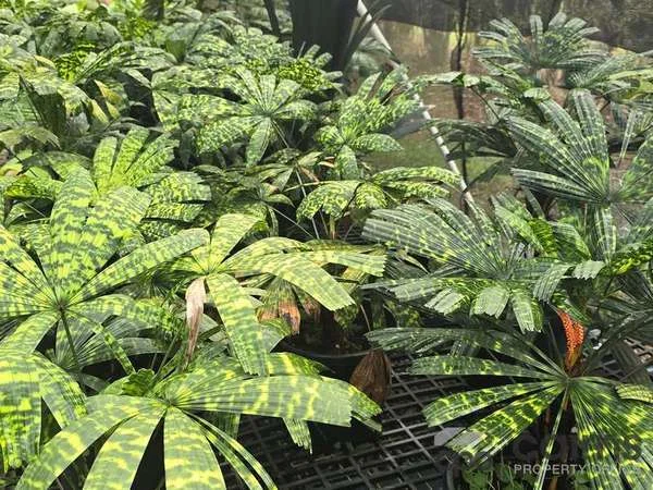 Additional image 5 of 15 Ross Road, Deeral QLD 4871