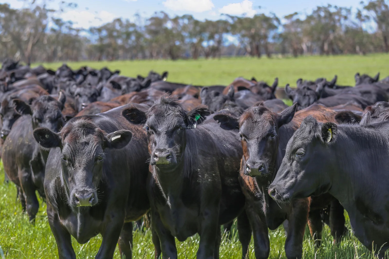 Additional image 24 of 300 Coffeys Lane, Heathmere VIC 3305