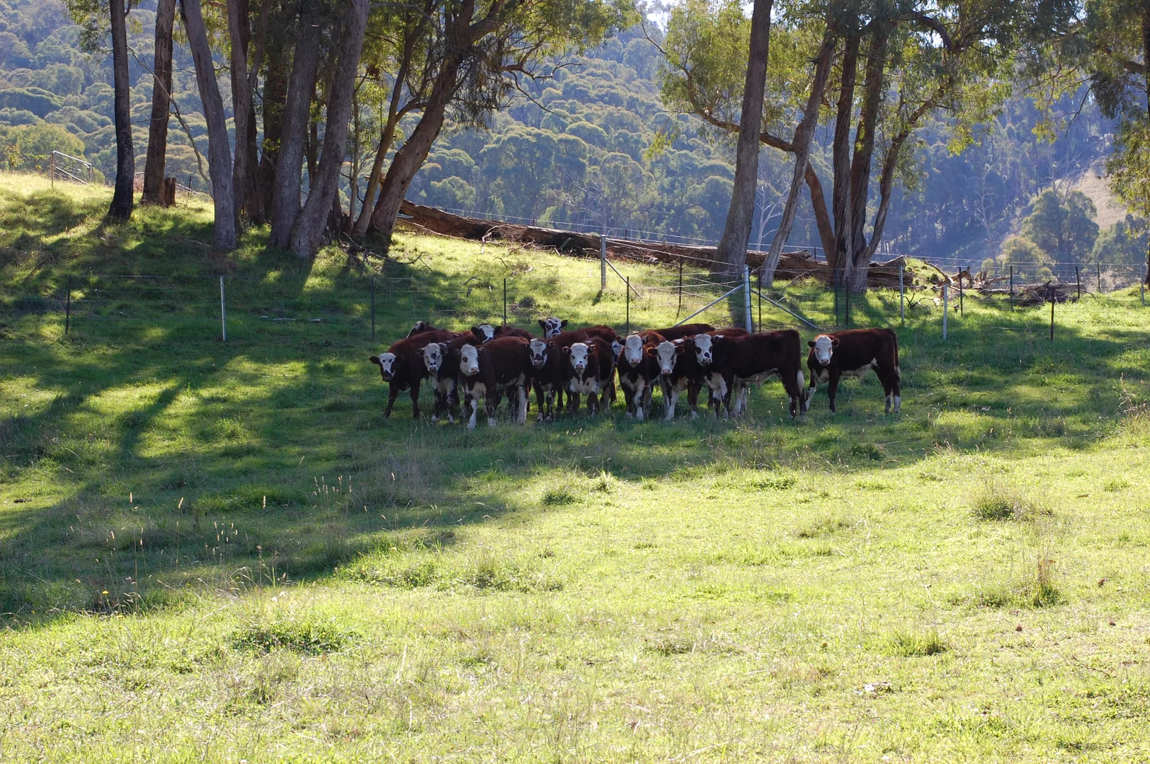 Additional image 23 of 40 Simpsons Creek Track, Nariel Valley VIC 3707