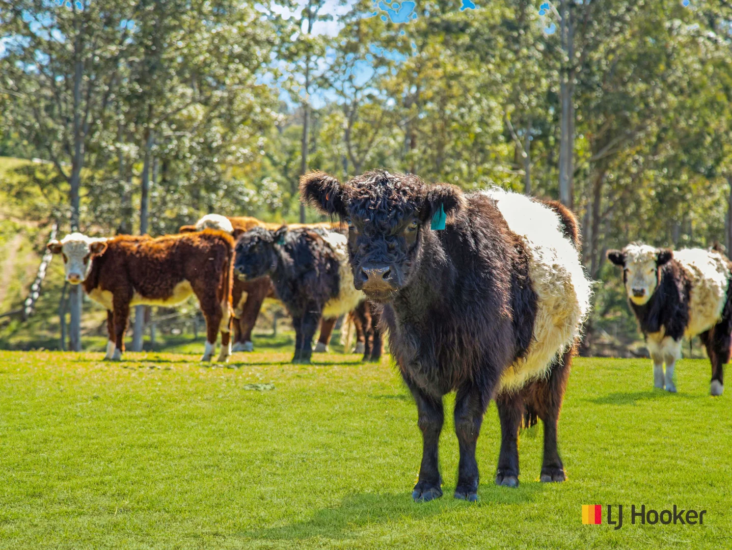 Additional image 19 of 3032 The River Road, Currowan NSW 2536