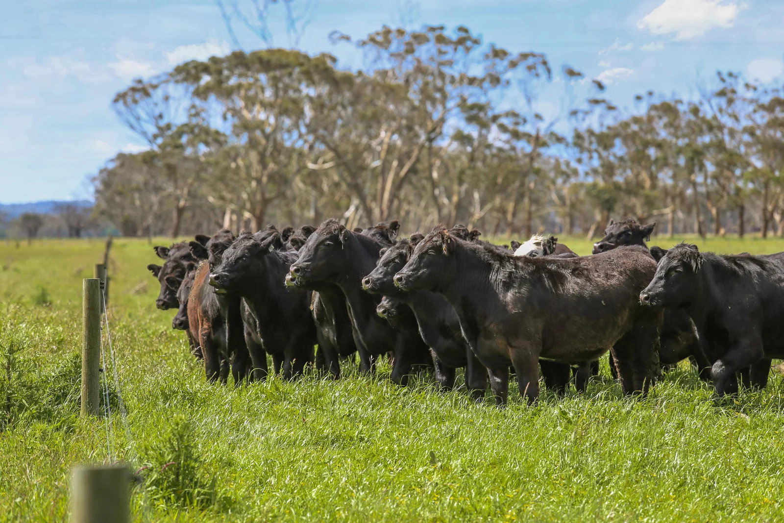 Additional image 25 of 300 Coffeys Lane, Heathmere VIC 3305