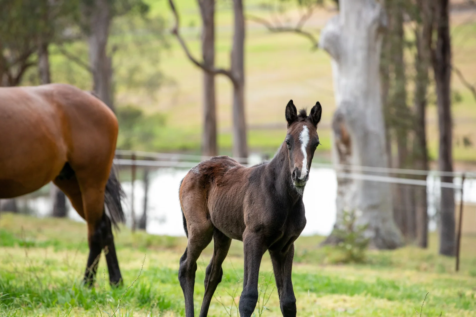 Additional image 66 of 104 Cabbage Tree Road, Grose Vale NSW 2753