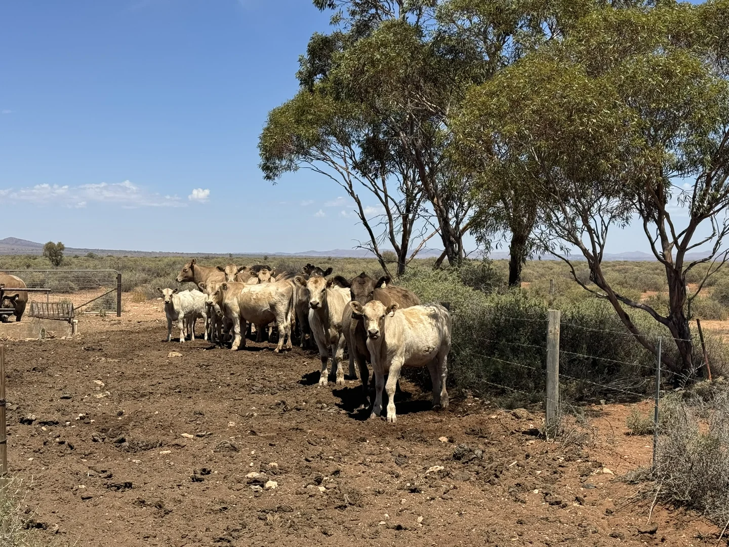 Additional image 22 of Minburra/Lynch Road, Minburra SA 5431