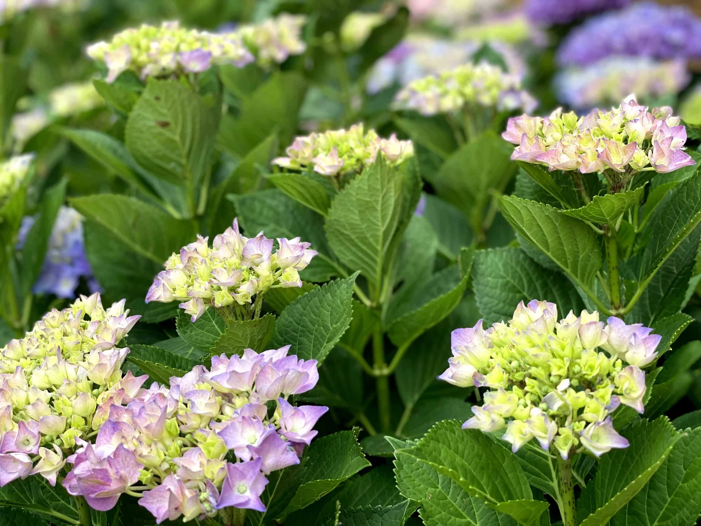 Additional image 15 of "Abbyville" 90 Convent Lane, Borenore NSW 2800