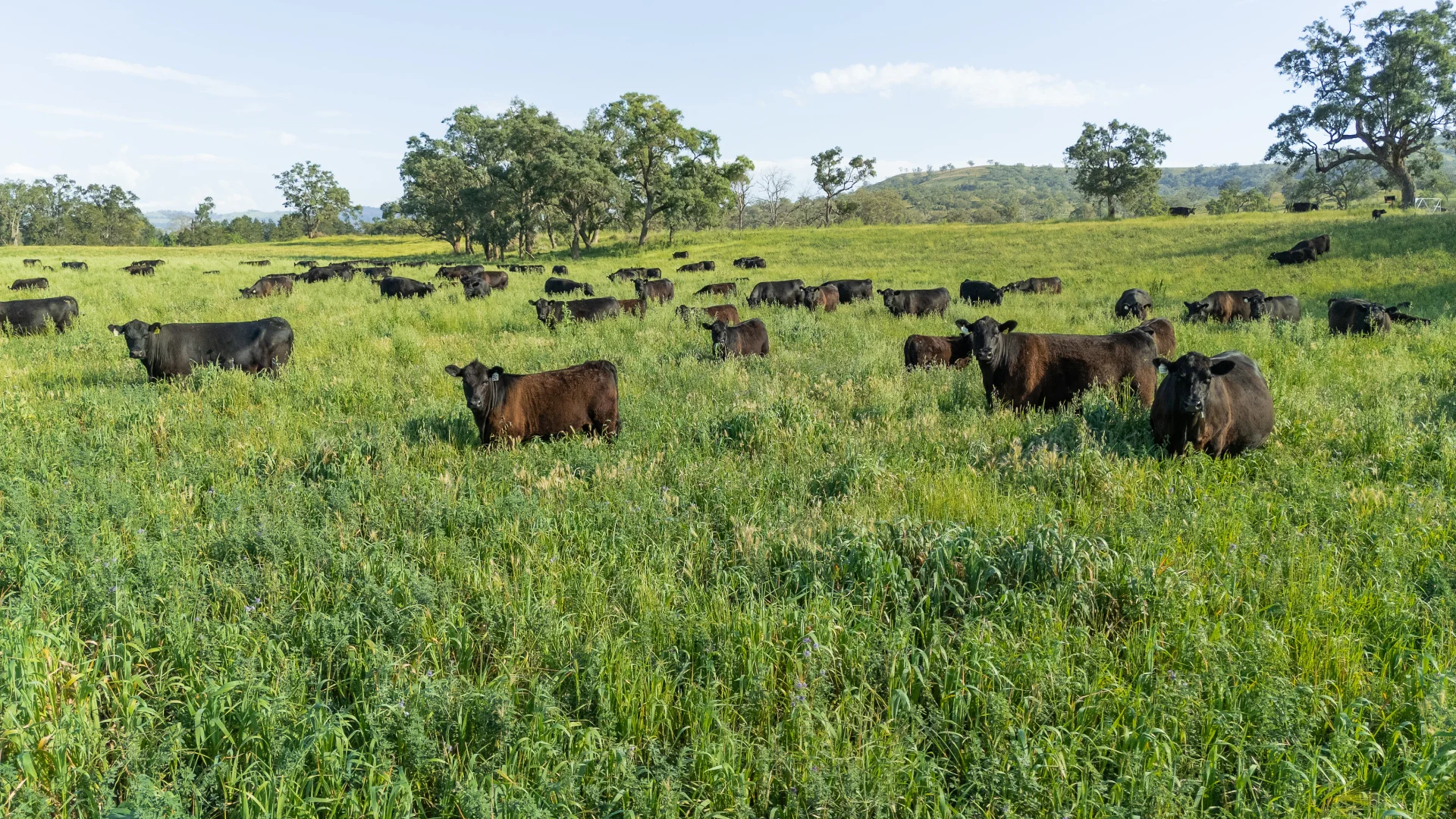 Additional image 26 of 'Kierahmee' 53 Tyrone Rd, Bunnan via, Scone NSW 2337