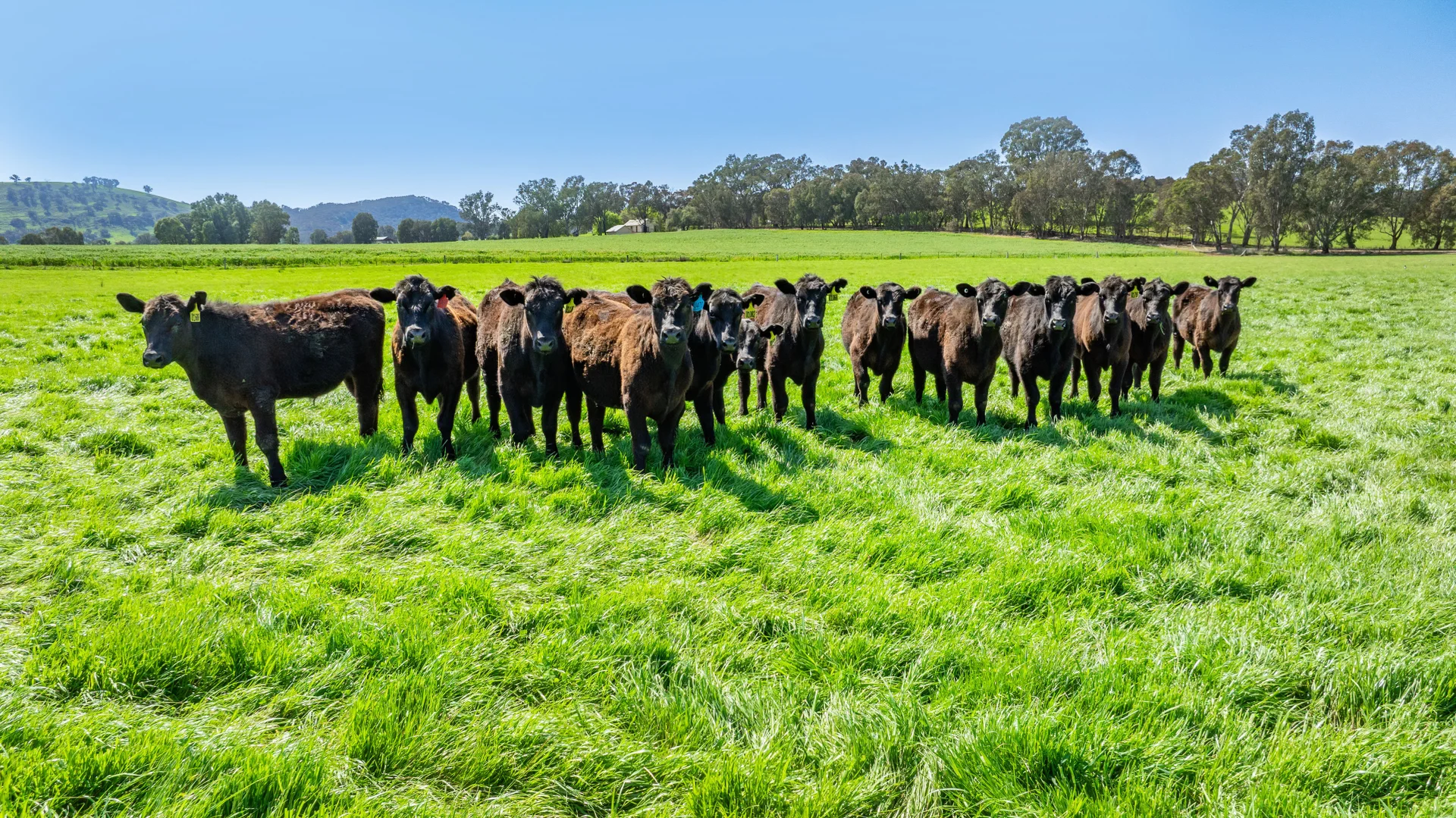 Additional image 28 of 336B Cookinburra Road, Indigo Valley VIC 3688