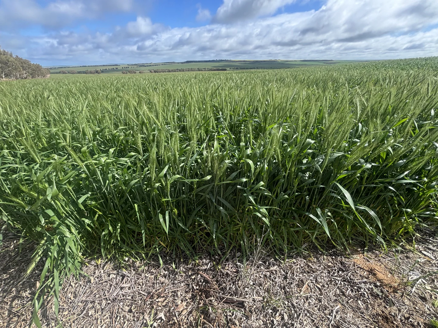 Additional image 18 of 1396 Tabletop Road, Mount Horner WA 6525