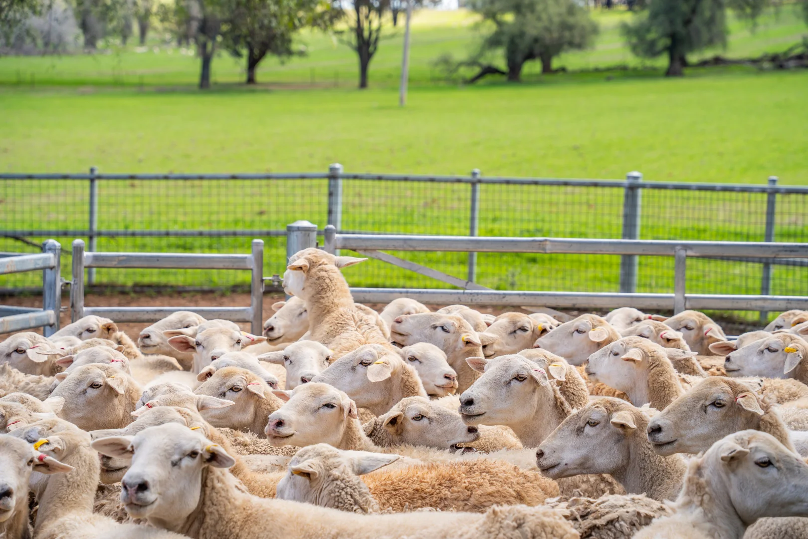 Additional image 25 of 100 Grahams Lane, Grenfell NSW 2810