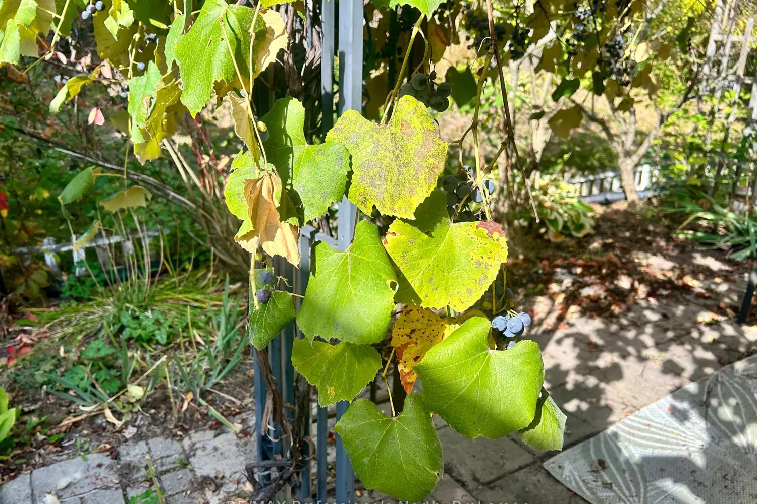 Additional image 20 of 1406 Hancox Court