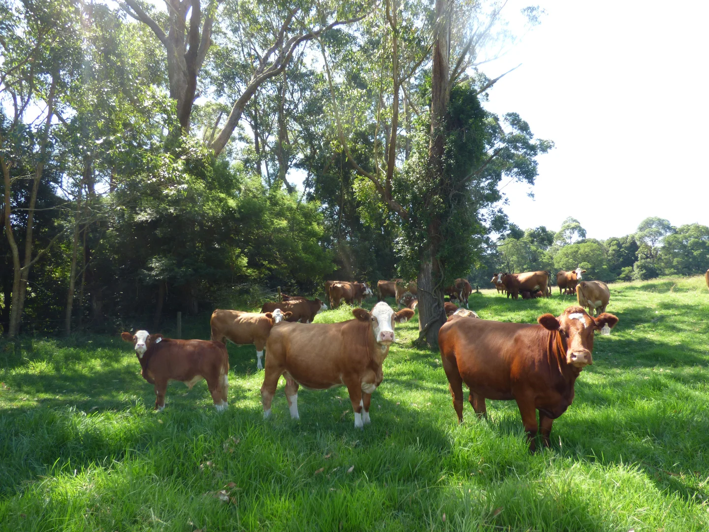 Additional image 29 of 218 Cabbage Tree - Conran Road, Cabbage Tree Creek VIC 3889