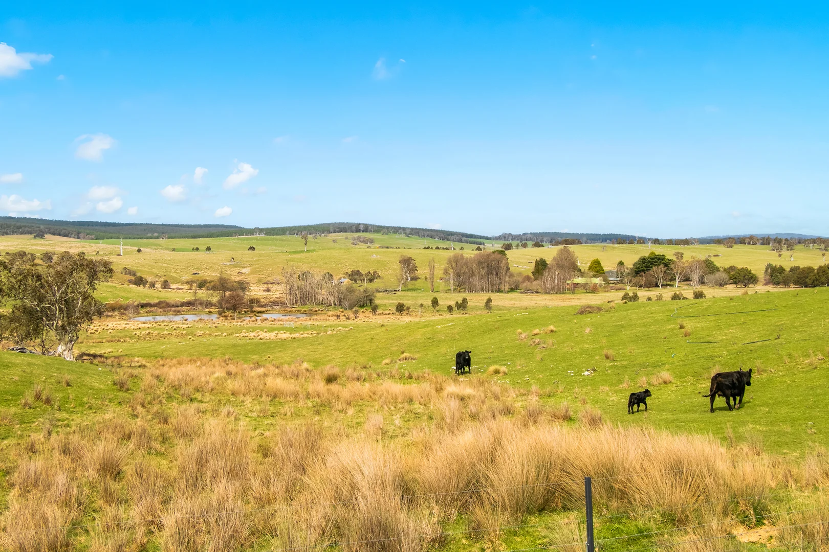 Additional image 37 of 171 Big Flat Road, Bombala NSW 2632