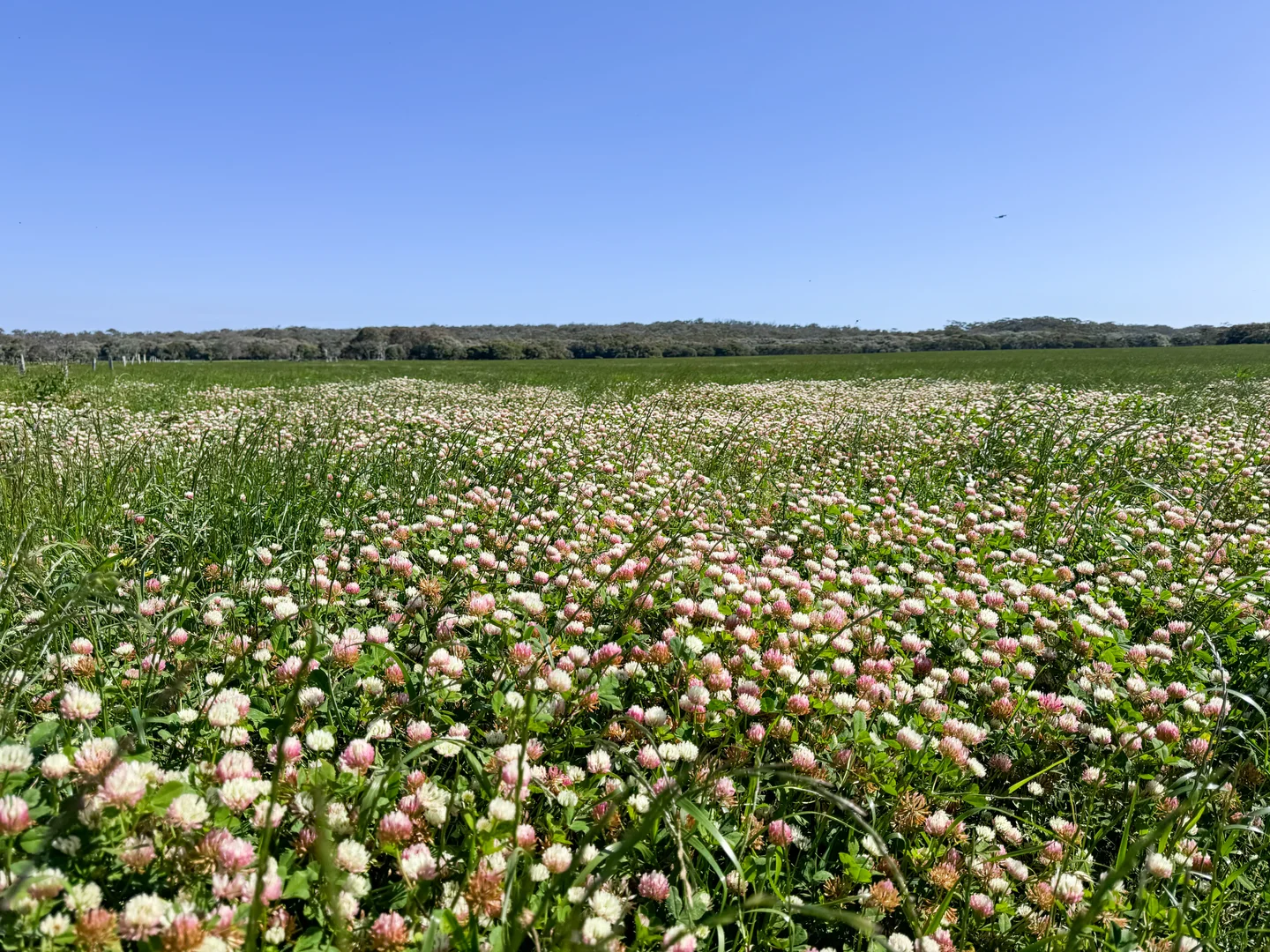 Additional image 5 of 1 & 1181 Scott River Road, Scott River WA 6288