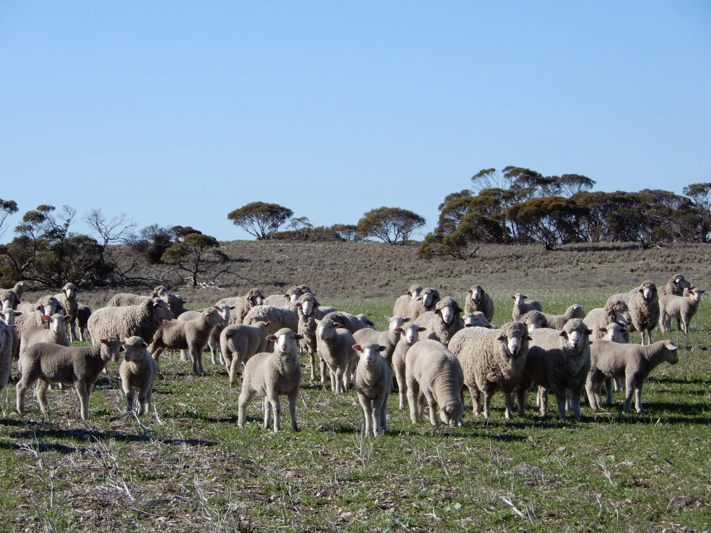 Additional image 10 of 281 Kielow Road, Peake SA 5301