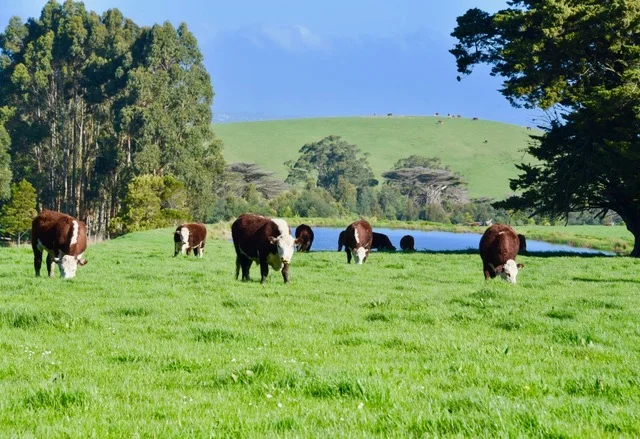 Additional image 4 of 65 McDowell Road, Ryanston VIC 3992