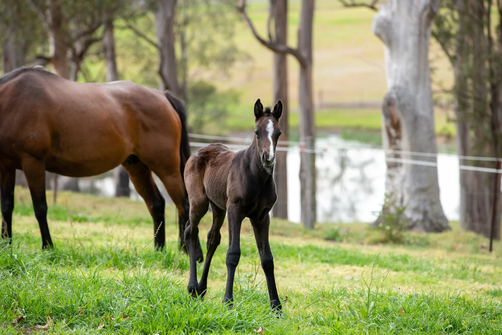 Additional image 30 of 104 Cabbage Tree Road, Grose Vale NSW 2753