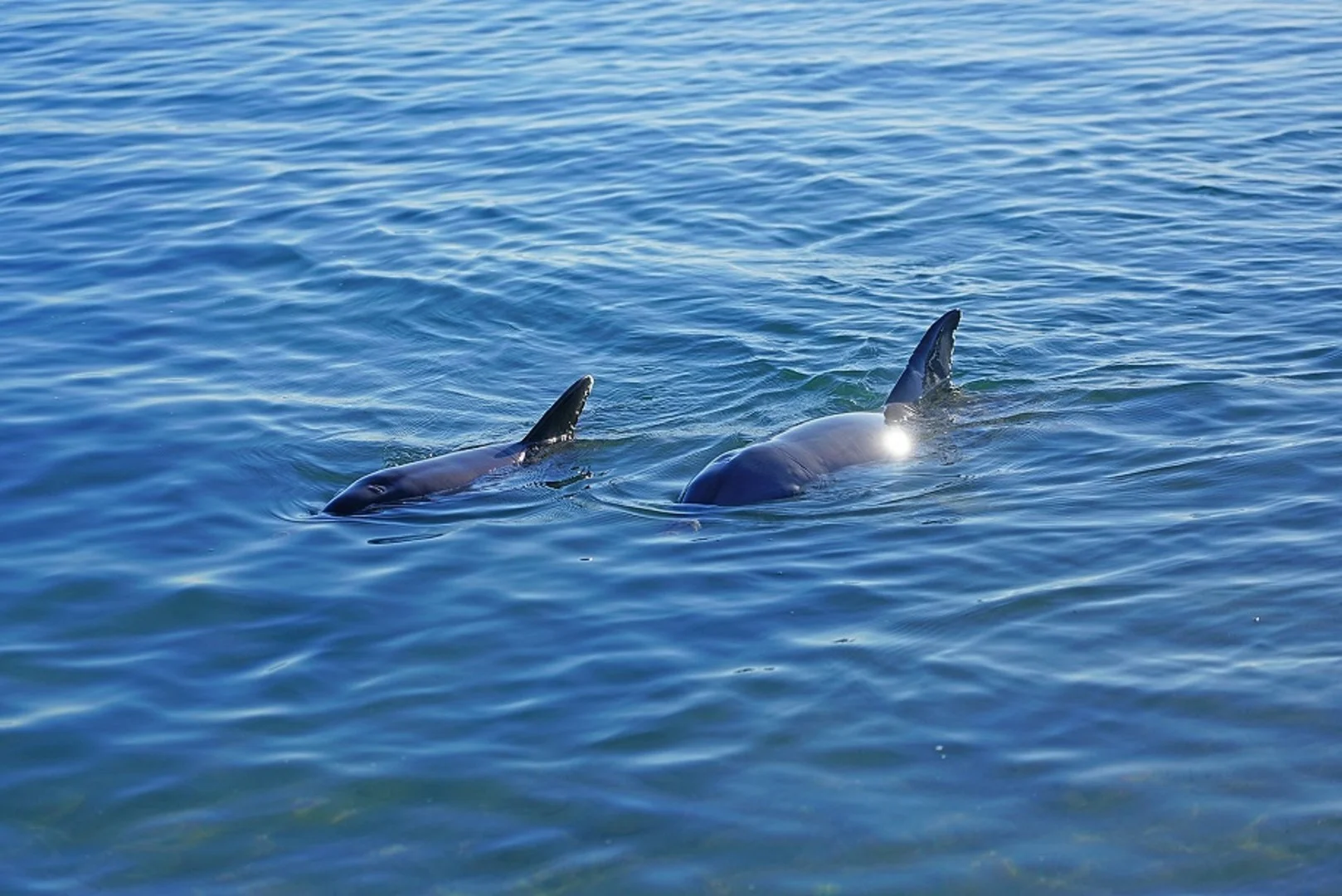 Additional image 3 of Lot 1309 Bolwarra Way, Dundowran Beach QLD 4655