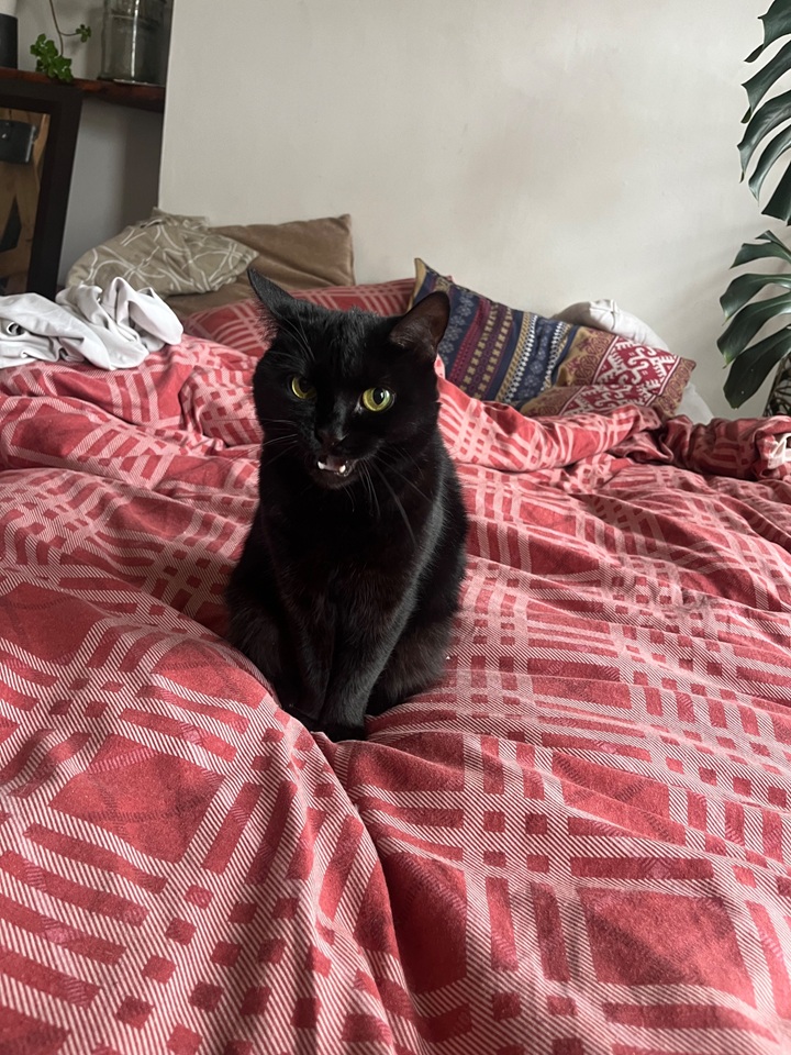 Additional image 7 of 2 Bed Terraced House, Campbell Street, BS2, N1 7GU