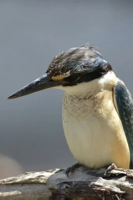 Additional image 5 of 22 Balowra Road, Nymagee NSW 2831