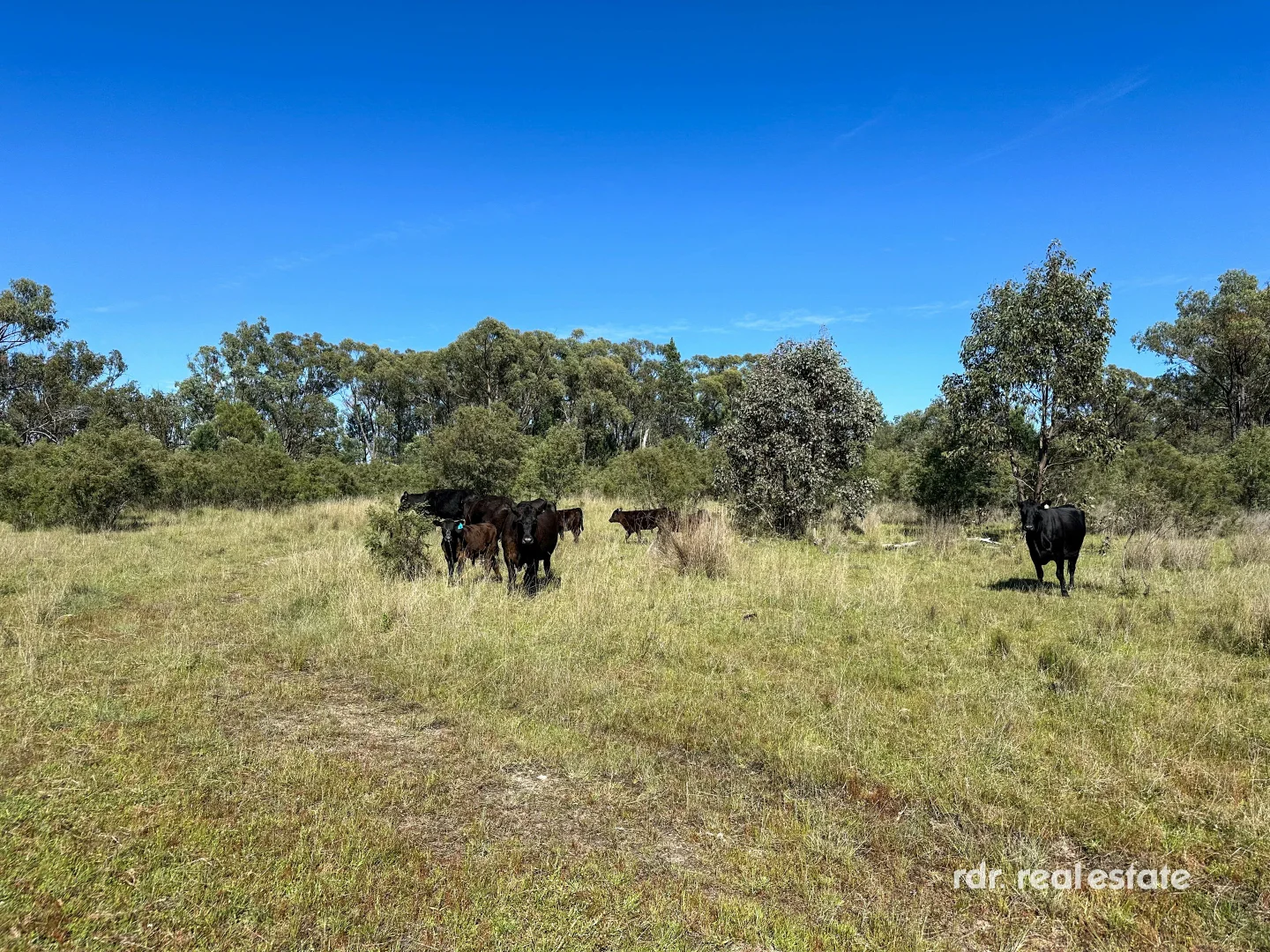 Additional image 10 of 1305 Bingara Road, Bundarra NSW 2359