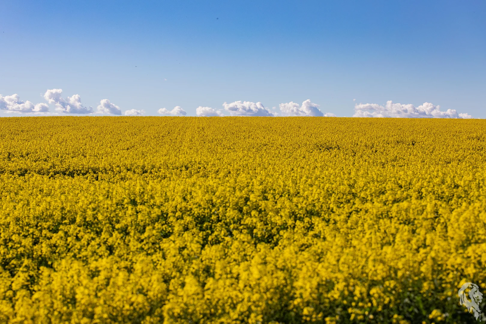 Additional image 8 of 13012 Newell Highway, Narrabri NSW 2390