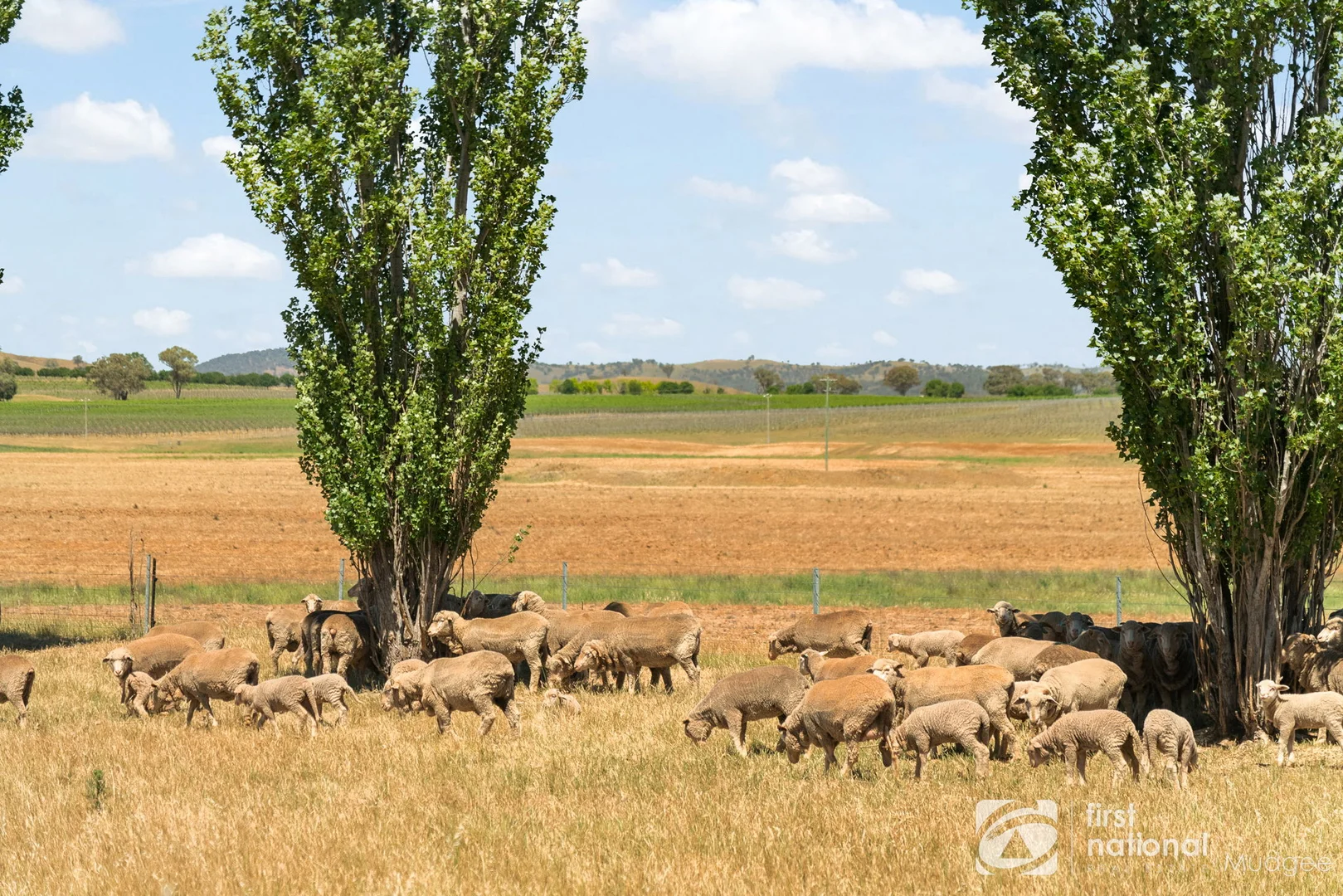 Additional image 10 of 132 Shiraz Drive, Gulgong NSW 2852