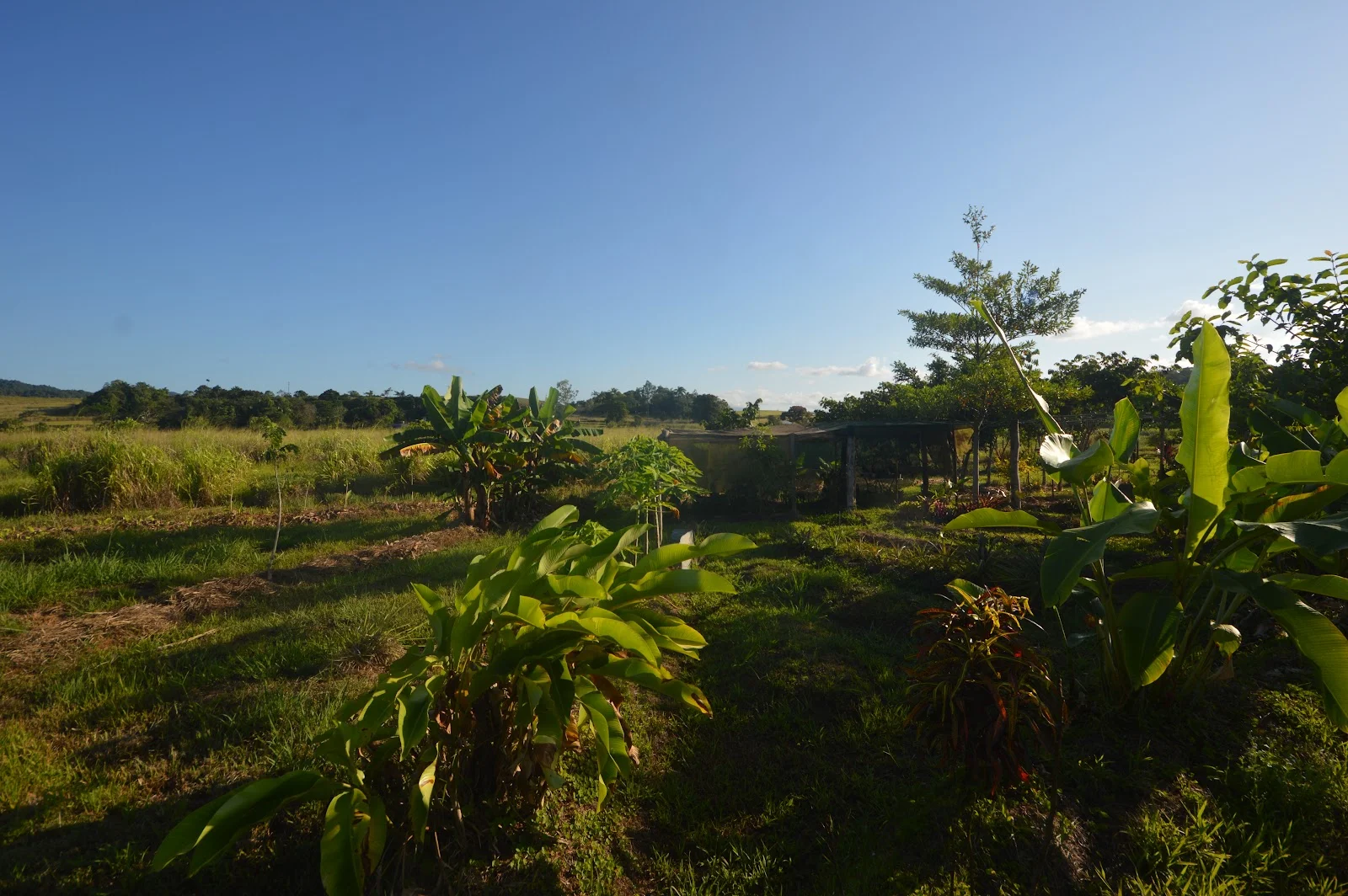 Additional image 14 of 1212 Innisfail Japoon Road, Camp Creek QLD 4871