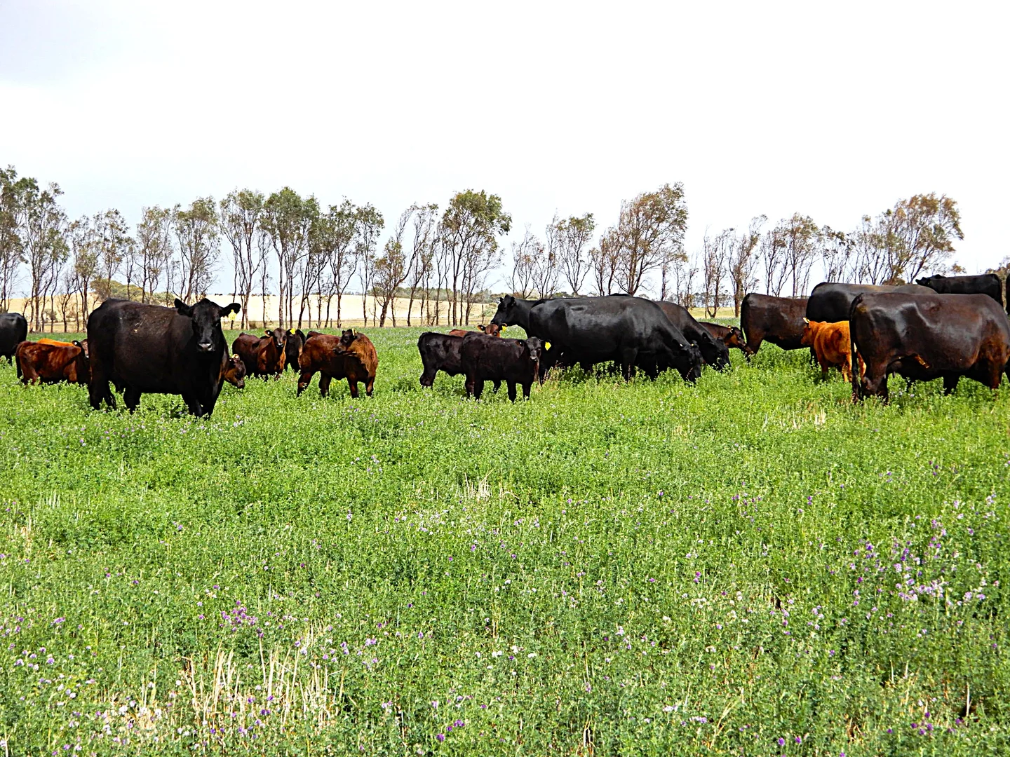 Additional image 13 of 252 Jabez Williams Road, Meningie SA 5264