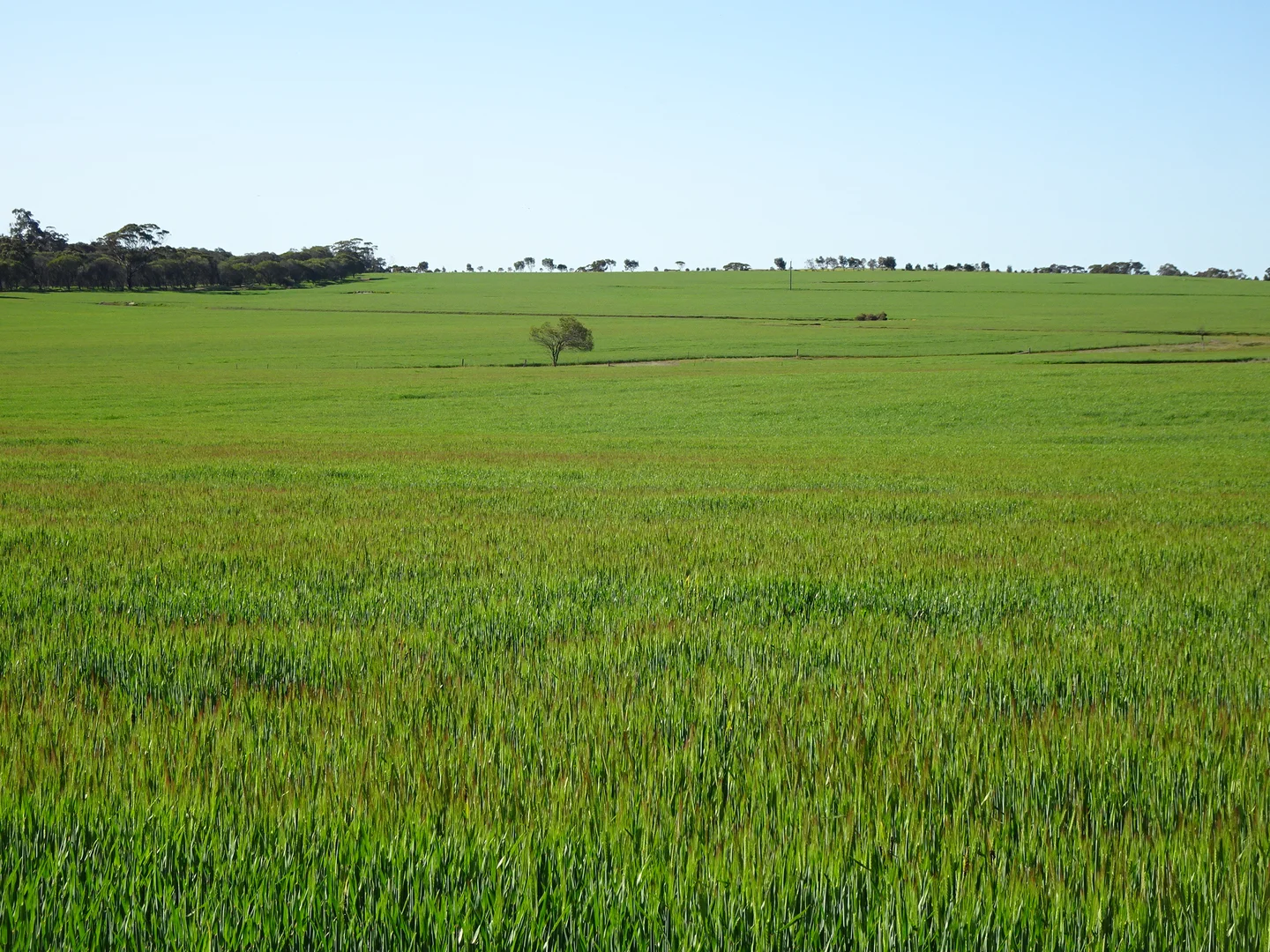 Additional image 14 of 140 Yenellin Road, Pingelly WA 6308