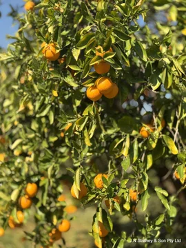 Additional image 28 of 118 Henry Parkes Way, Condobolin NSW 2877