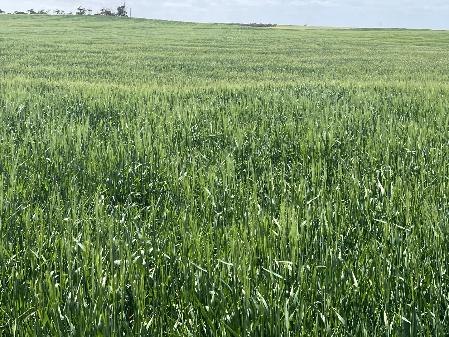 Additional image 8 of 162 Pope Road, Karoonda SA 5307