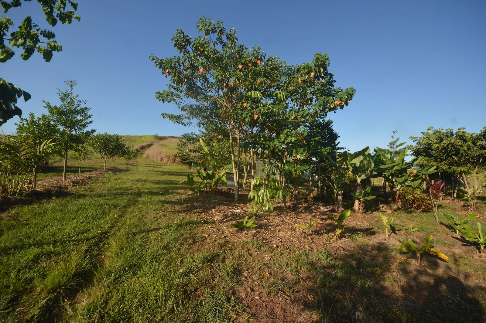 Additional image 7 of 1212 Innisfail Japoon Road, Camp Creek QLD 4871