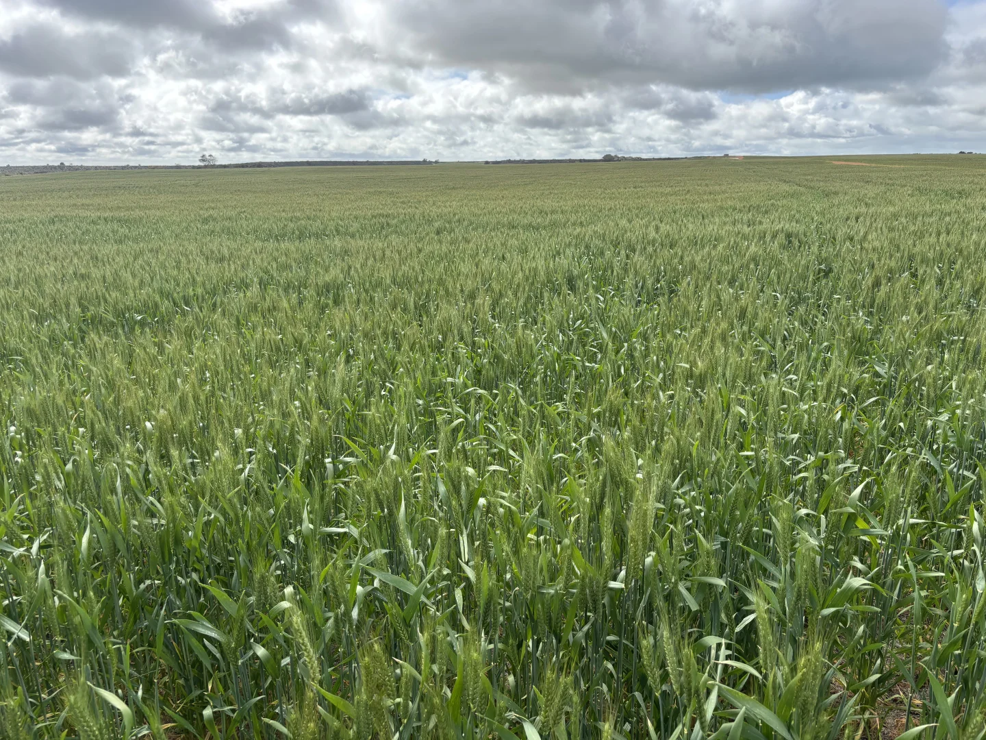 Additional image 9 of 1396 Tabletop Road, Mount Horner WA 6525