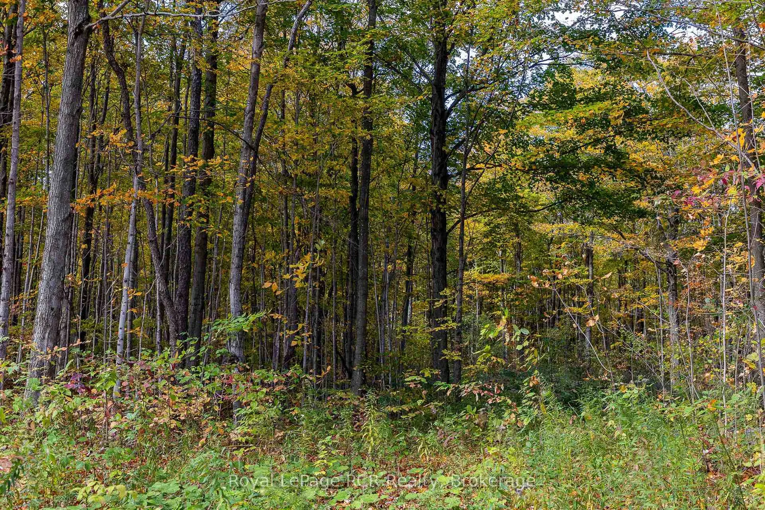 Additional image 6 of 00 9Th Line