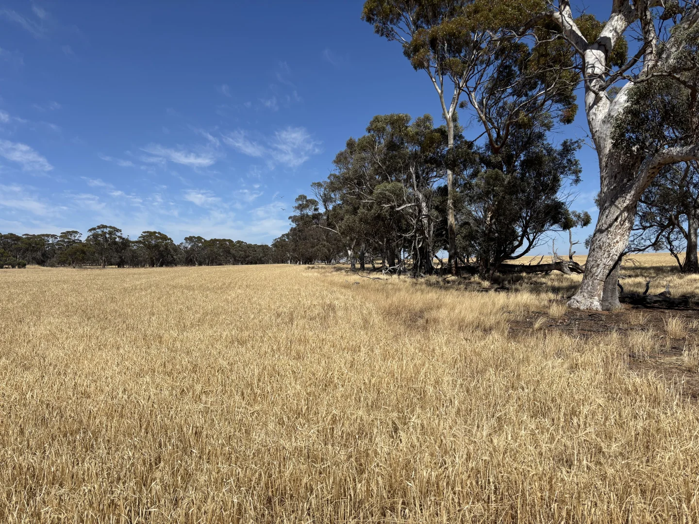 Additional image 24 of . 'Cobbers Soak', Quairading WA 6383