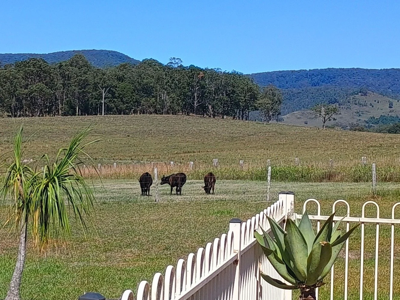 Additional image 35 of 427 Markwell Back Road, Bulahdelah NSW 2423