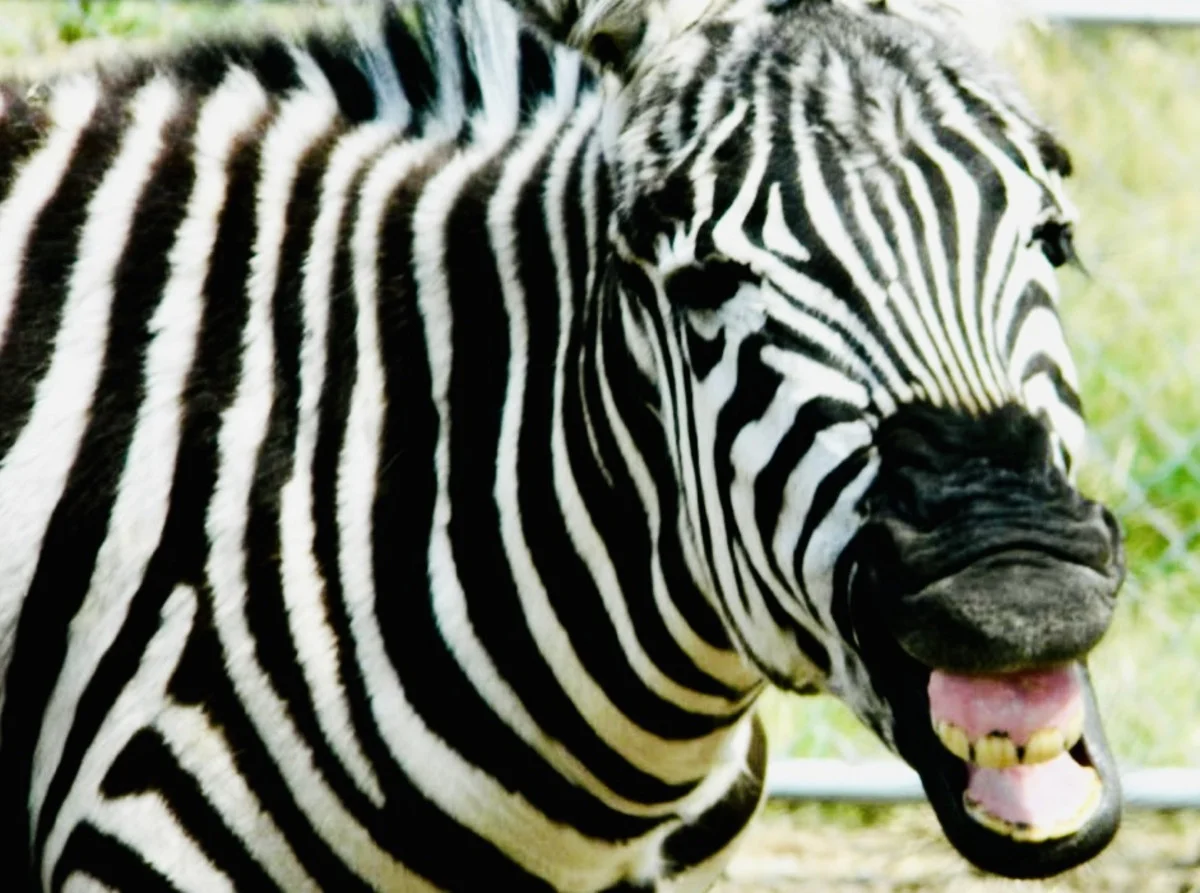 Additional image 8 of 21 Baines Road, Pilton QLD 4361