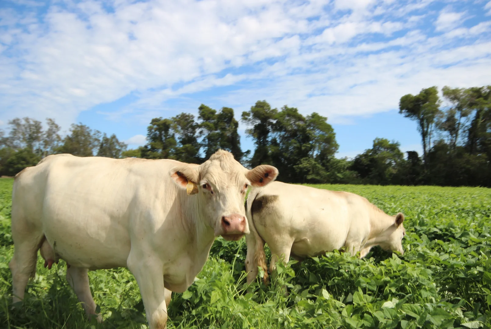 Additional image 18 of 256 Hacks Ferry Road, Hacks Ferry NSW 2441