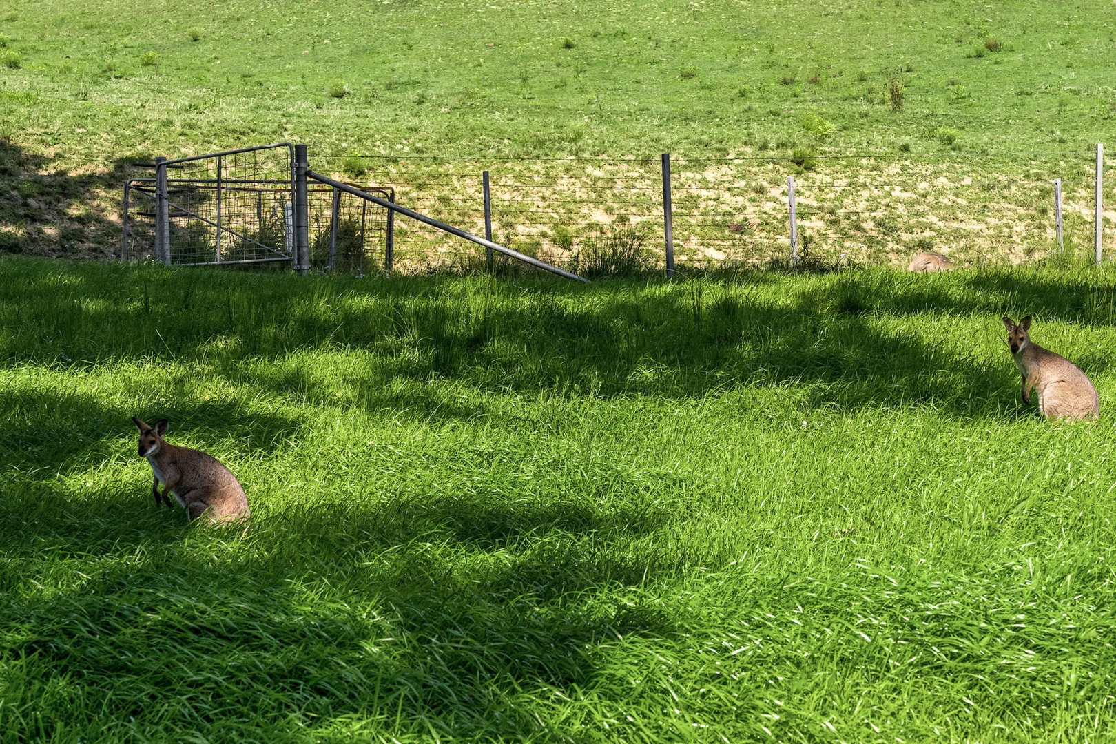 Additional image 25 of 483 Urliup Road, Urliup NSW 2484