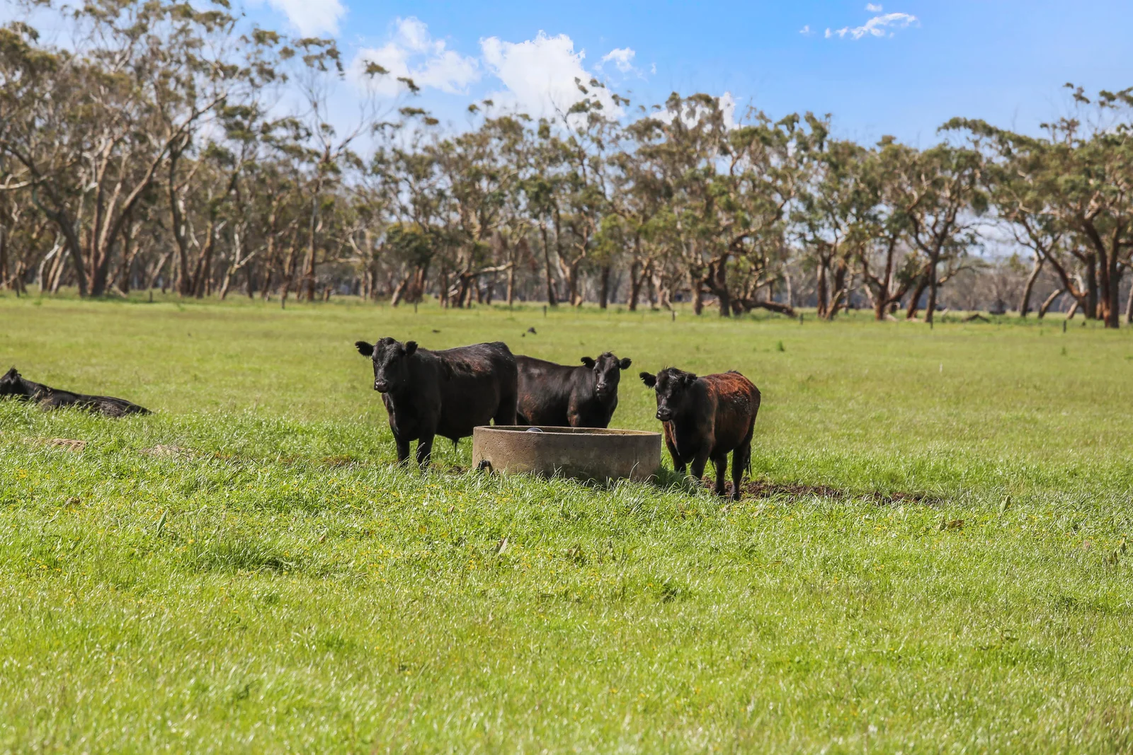 Additional image 26 of 300 Coffeys Lane, Heathmere VIC 3305