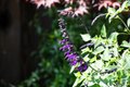 Additional image 28 of 384 Hawthorne Ave, Los Altos, CA, 94022