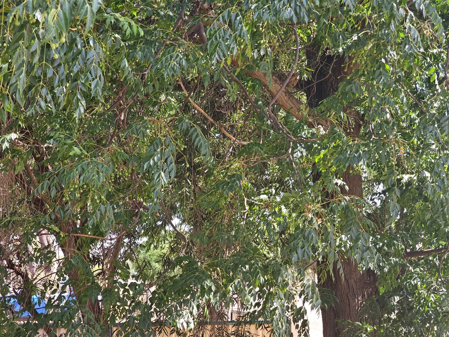 Additional image 17 of 7 Rankin Street, Kondinin WA 6367