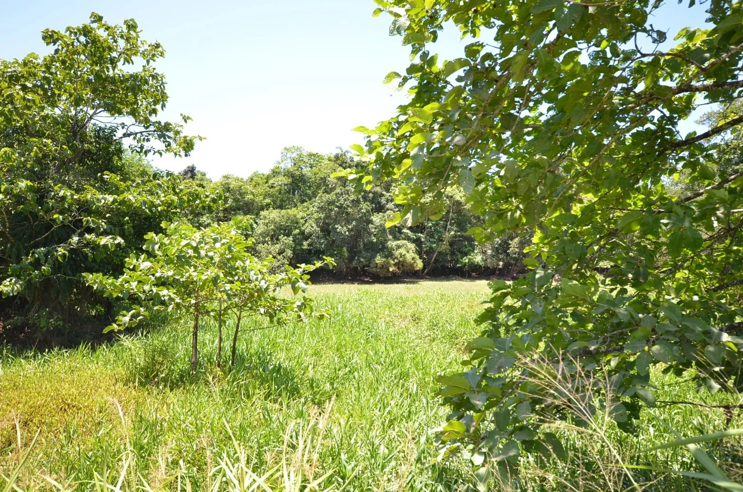 Additional image 13 of Lot 9&10 Kruckow Road, East Russell QLD 4861