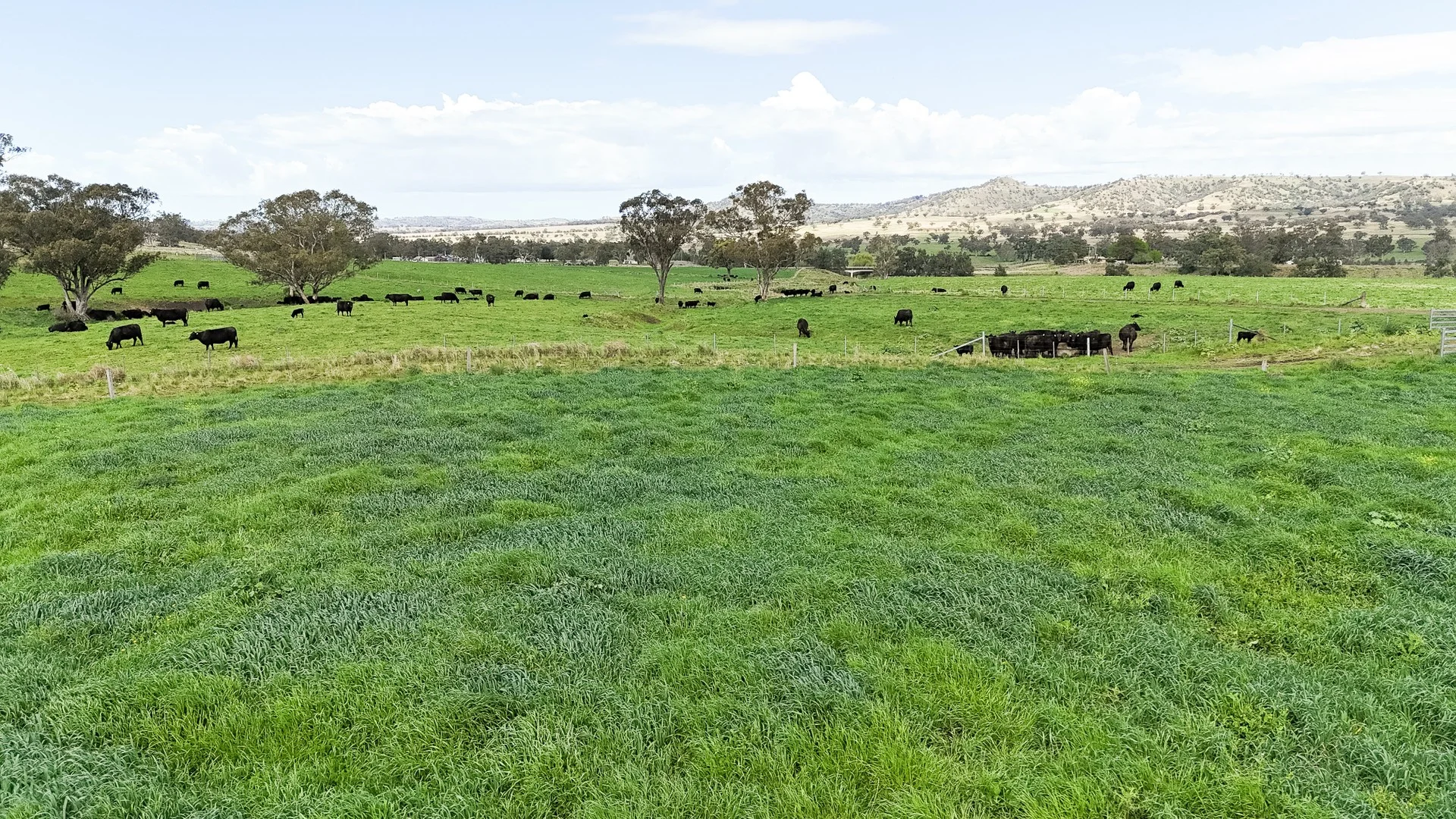 Additional image 29 of 'Kierahmee' 53 Tyrone Rd, Bunnan via, Scone NSW 2337