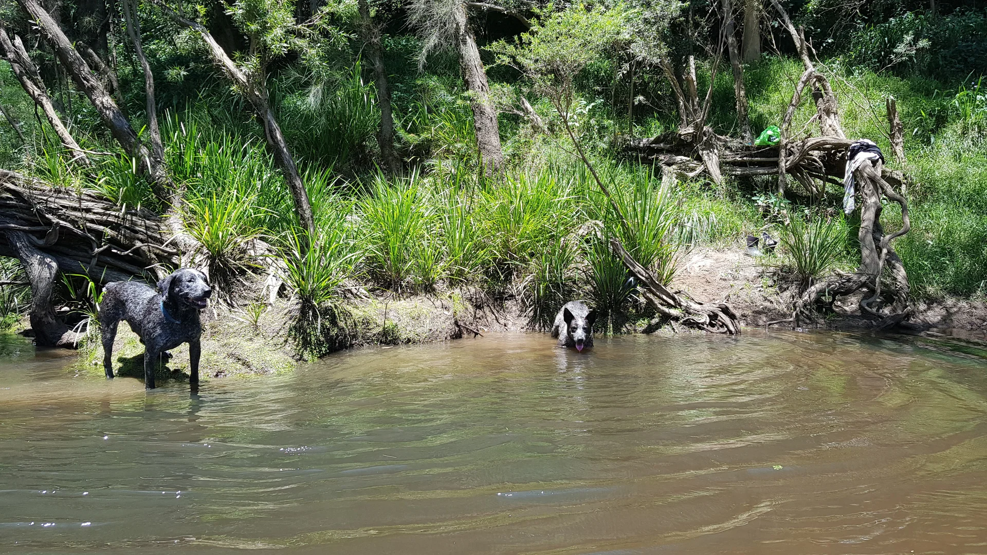 Additional image 4 of 306 Orara Road, Lanitza NSW 2460