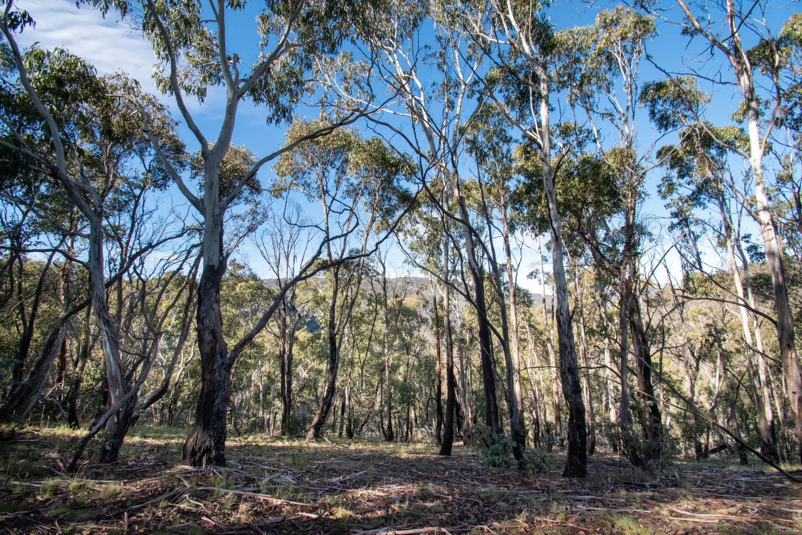 Additional image 15 of 379 Sheepstation Forest Road, Gingkin NSW 2787