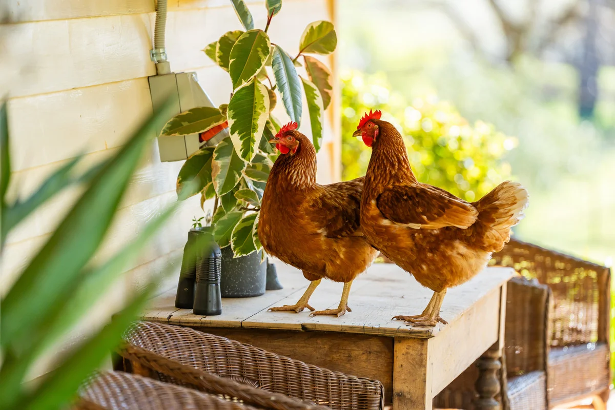 Additional image 11 of 108 Delaneys Lane, Hansonville VIC 3675