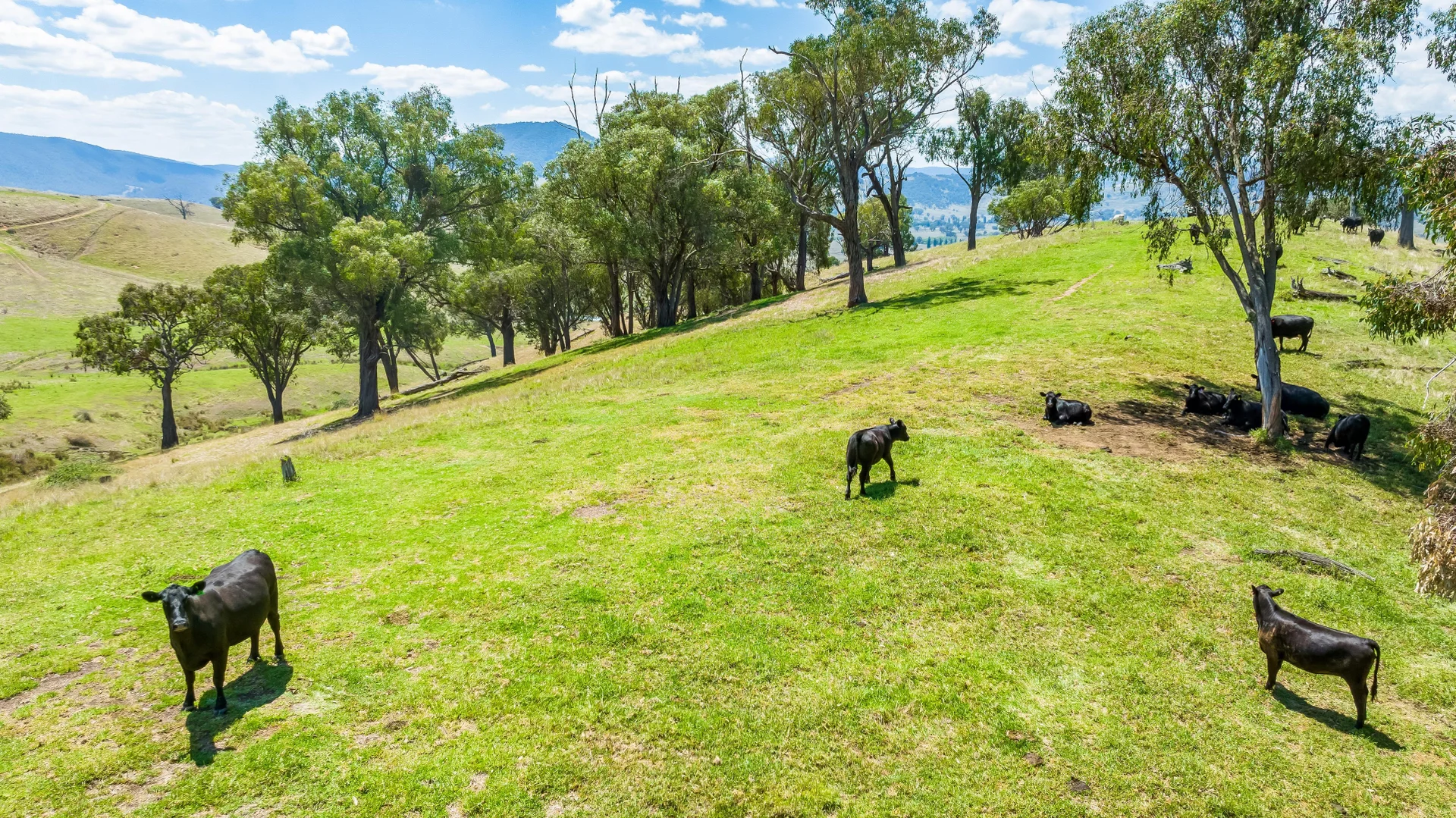 Additional image 10 of "Tom's" Tallys Lane, Tallangatta Valley VIC 3701