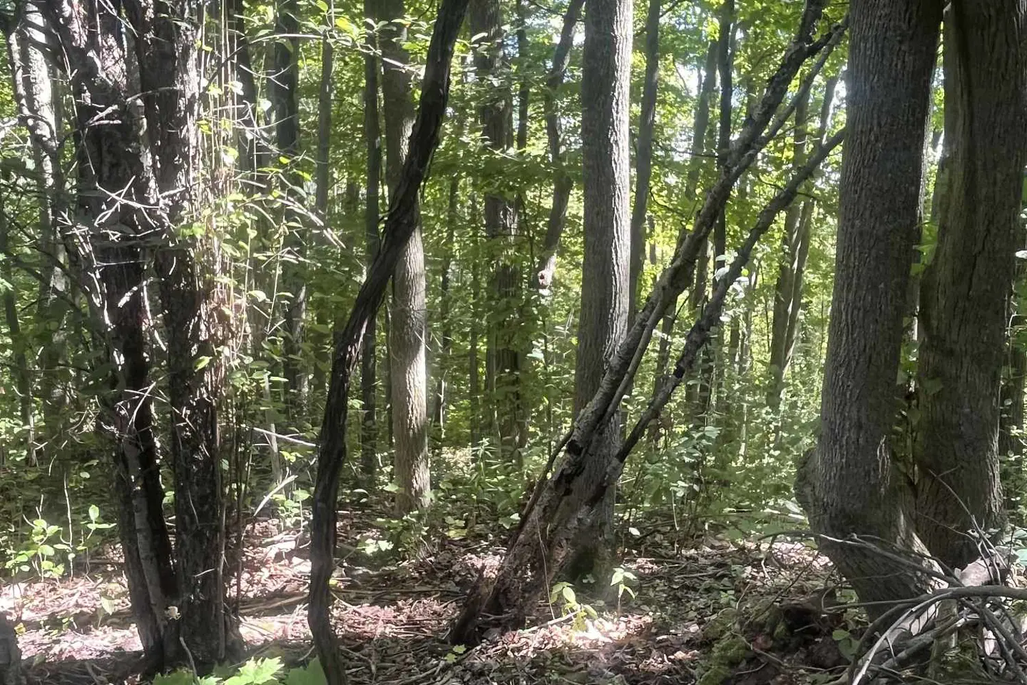 Additional image 19 of 15598 County Road 2 Road