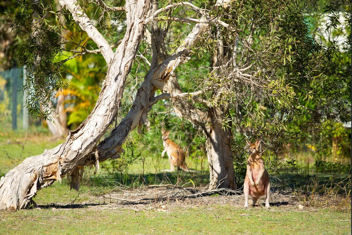 Additional image 10 of 61/9 Wallaby Way, South Stradbroke QLD 4216