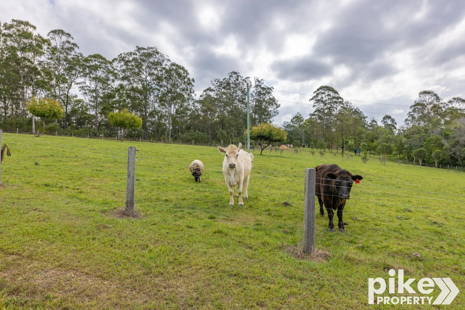 Additional image 37 of 116 W Lindsay Road, Wamuran QLD 4512